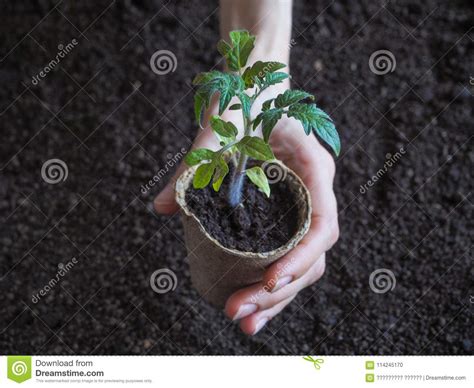 Seedlings of Tomatoes in Peat Pots. Vegetable Agriculture. Stock Photo ...