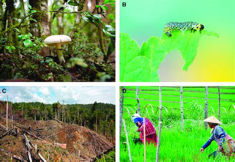 Plant interactions. (A) Most plants engage in symbioses with ...