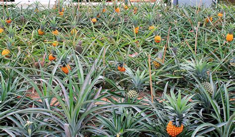 Pineapple Field Picture And HD Photos | Free Download On Lovepik