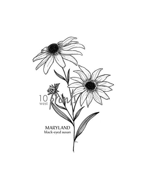 Maryland Black Eyed Susan State Flower Print Printable Art Etsy