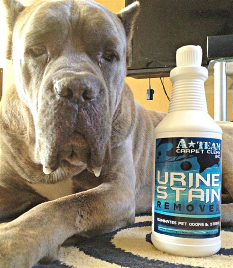 Best Carpet Stain & Pet Urine Remover - A-Team Carpet Clean