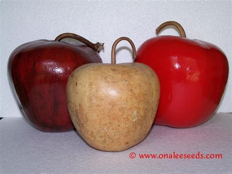 Apple Gourd Seeds - Lagenaria Siceraria - Crafts! Great for Kids!