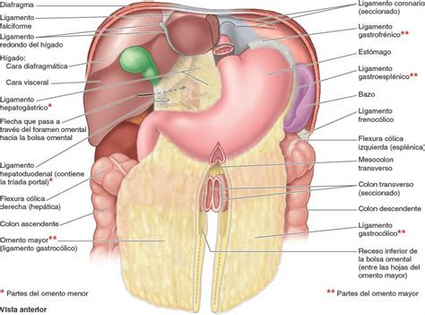 03 Peritoneo Y Cavidad Peritoneal Enfermería