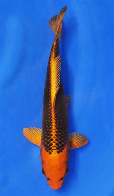 matsuba koi fish Matsuba koi kin - koiaquarium