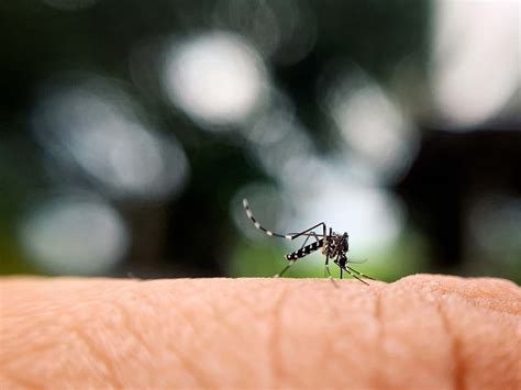 Mosquitos Na Piscina Ou No Jardim Como Se Livrar Deles Tecnyvan Portugal