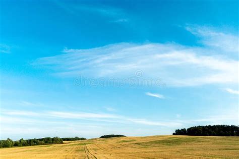 Un Hermoso Campo Amarillo Contra Un Cielo Azul Complejo Agroindustrial