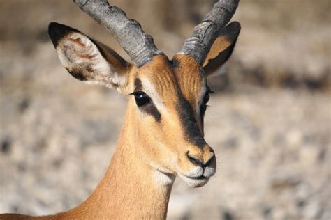 Schwarznasenimpala Bilder Durchsuchen 186 Archivfotos Vektorgrafiken