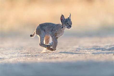 Premium Photo | Portrait of iberian lynx cub running