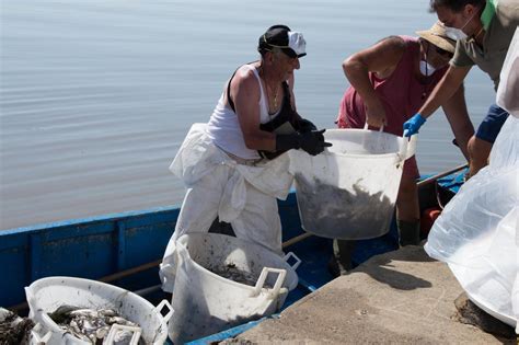 Moria Di Pesci A Orbetello Perso Lavoro Per Quattro Anni