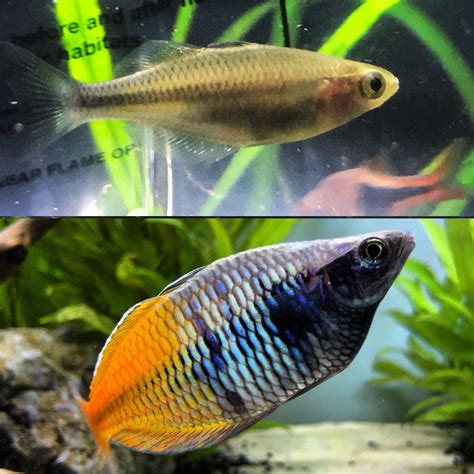 Boesemani Rainbow Fish Female