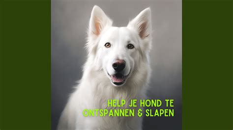 Rustige Muziek Voor Honden YouTube