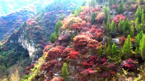 青州仰天山红叶漫山野，市民游玩“觅秋”七环视频澎湃新闻 The Paper