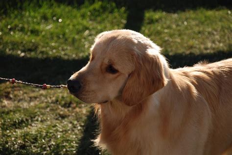 Forrest At The Grcc National Conquerer Golden Retrievers