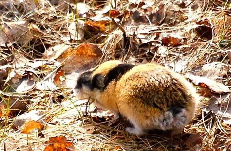 Lemming - Description, Habitat, Image, Diet, and Interesting Facts