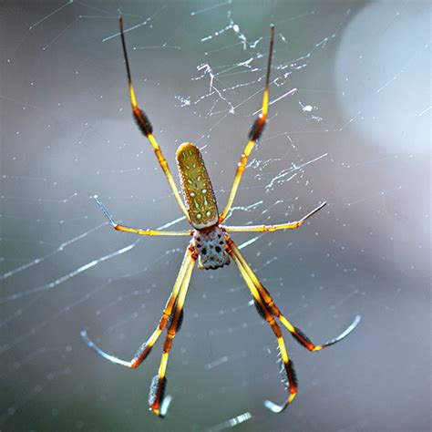 Golden Silk Orbweaver Trichonephila Clavipes Bugguide Net