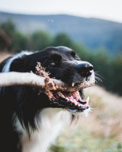 How To Treat Destructive Chewing Problem In Your Dog Fitbark