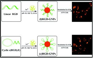 One Step Synthesis Of Linear And Cyclic RGD Conjugated Gold