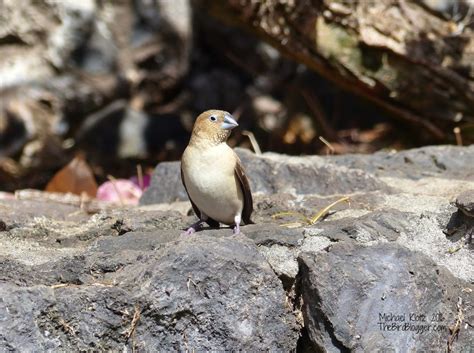 African Silverbill - Aviculture Hub