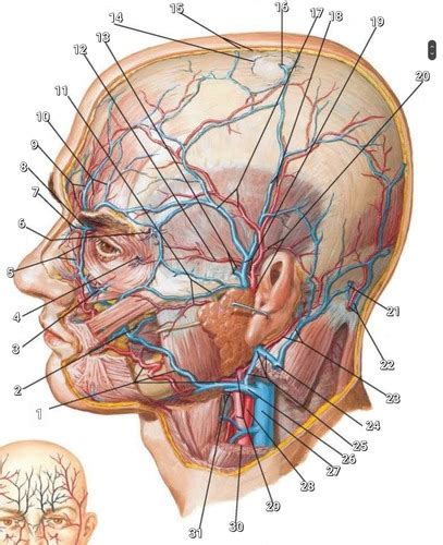 Cabeza Y Cuello Flashcards Quizlet