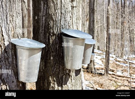 Maple Syrup Sap Sugaring Tree Bucket Tap Maple Hi Res Stock Photography