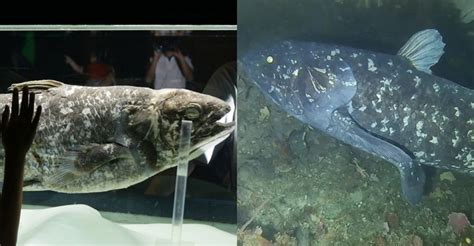 Kenali Coelacanth Ikan Purba Yang Disangka Pupus Sejak Jutaan Tahun Lalu