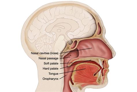 Hard Palate