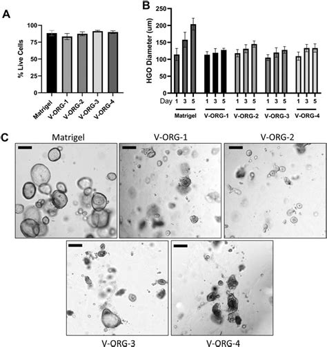 Frontiers A Synthetic Hydrogel Vitrogel® Organoid 3 Improves Immune