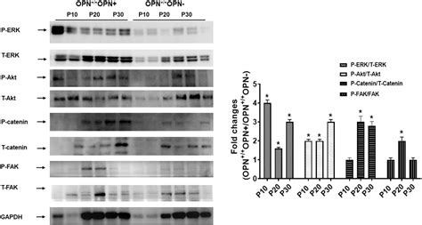 Milk Osteopontin Promotes Intestinal Development By Upregulating The