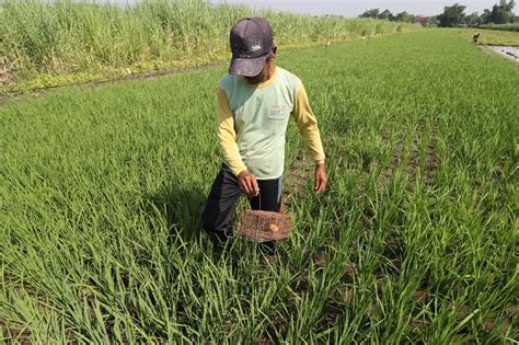 Kementan 100 Ribu Hektare Sawah Hilang Tiap Tahun