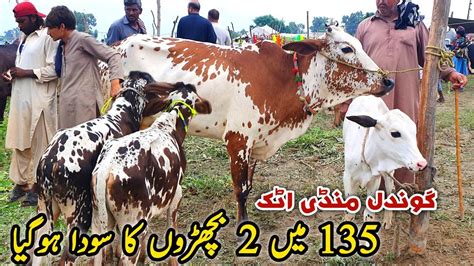 K Bacho Ki Deal Gondal Mandi Attock Update August Youtube