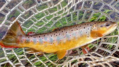 Beautiful Backyard Butterball Brown Trout Winter Fly Fishing Vlog