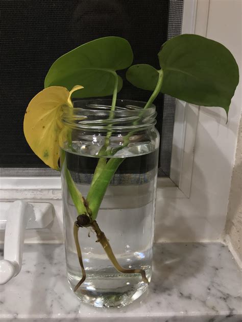 Monstera Water Propagation Help R Houseplants