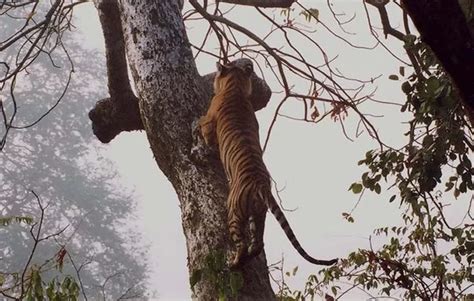 Tigre Sobe Na árvore Para Pegar Macaco Fatos Curiosos