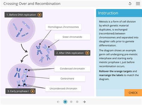 Learnsci Labsim Crossing Over And Recombination