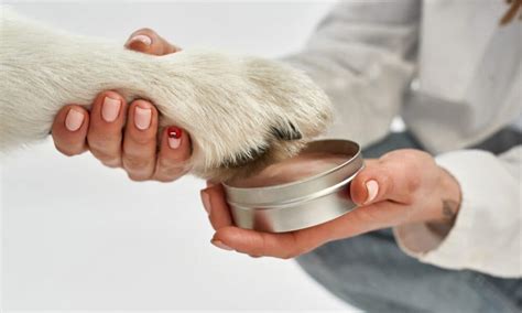 Dog Paw Hyperkeratosis 101 A Beginners Guide