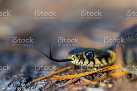 Closeup Snake Crawl On Ground Natural Wild Animal Background Stock ...