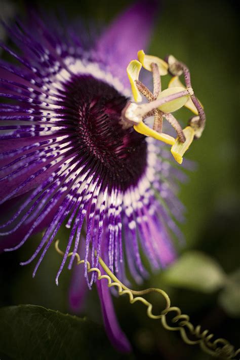 Purple Passion Flower Photograph By Bradley R Youngberg Fine Art America