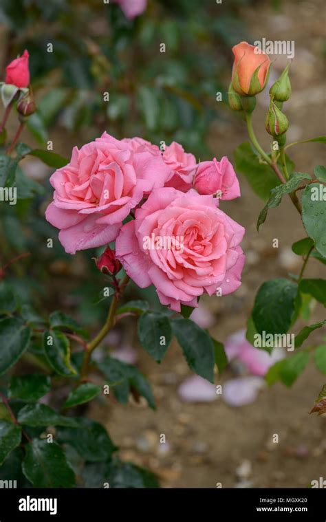 Rose Dancing Queen Stock Photo - Alamy