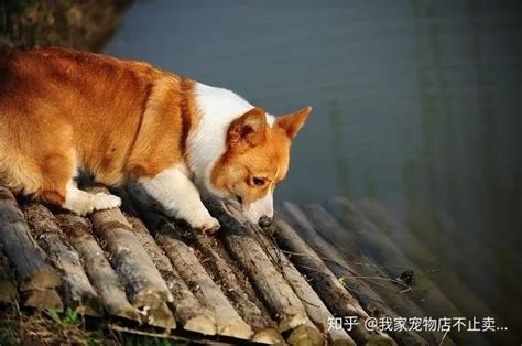 柯基犬最大多大 标准的身长体重 知乎