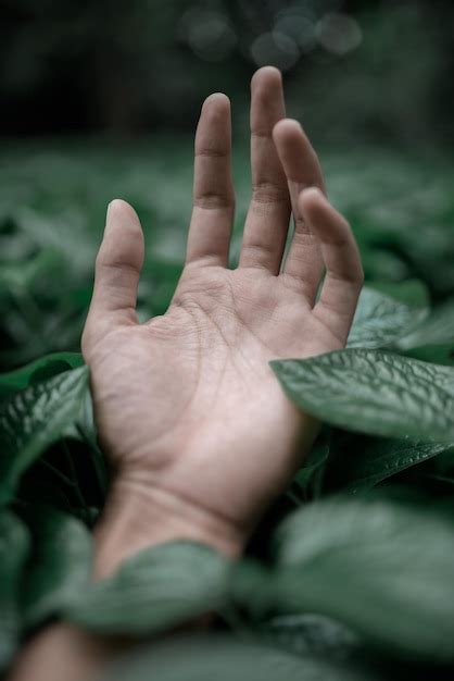 Premium Photo Close Up Of Person Hand With Leaves