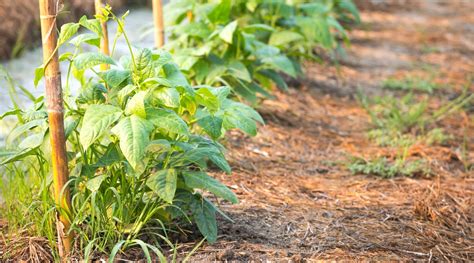 Cowpeas How To Grow And Care For Black Eyed Pea Plants • Air Gun Maniac