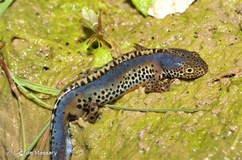 Ichthyosaura Alpestris Laurenti 1768 Triton Alpestre Présentation