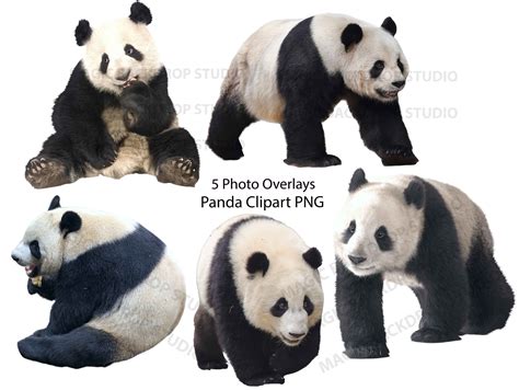 Panda Panda Bear Bears PNG Bundle Cute White Black Bear Art Overlay ...