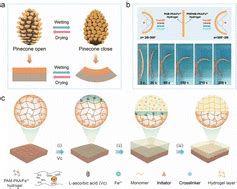 A Bioinspired Layered Hydrogel Actuator Vial Ascorbic Acid Triggered