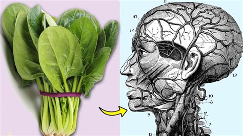 What Happens To Your Body When You Eat Spinach Every Day Youtube