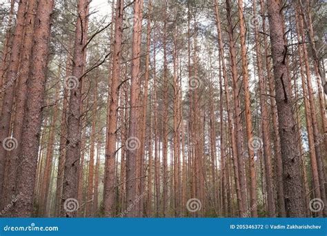 Tall Naked Pine Trees In Forest In Sunny Autumn Day Stock Photo