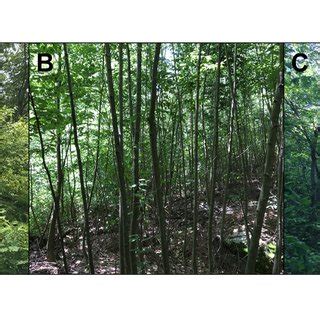 Examples of microhabitat patches typical of fledgling Golden-winged... | Download Scientific Diagram