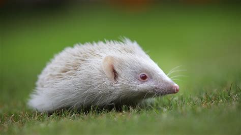 Albino Hedgehog Pet