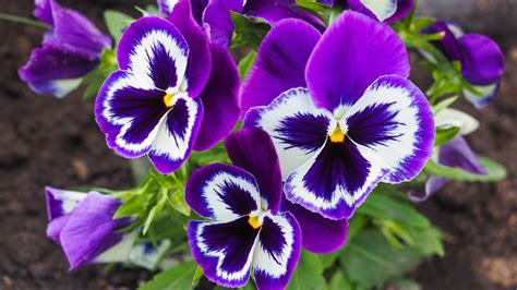 Pansy Flowers