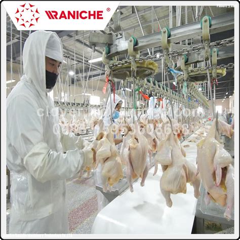 300 To 12000 BPH Poultry Slaughterhouse Chicken Slaughtering Line